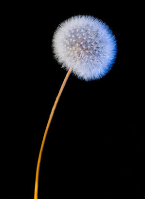 Dandeloin - When nature shapes an image better than I can, I am inspired to capture its radiant beauty. We can learn a lot from observing shapes and textures in nature, and then applying our insights to corporate or other indoor settings.