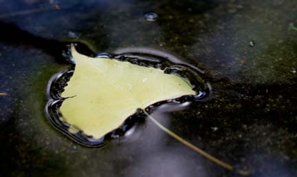 Leaf in Water