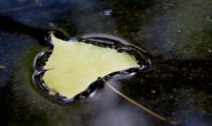 Leaf in Water