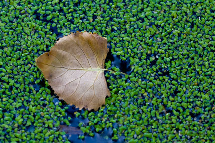Leaf on Green